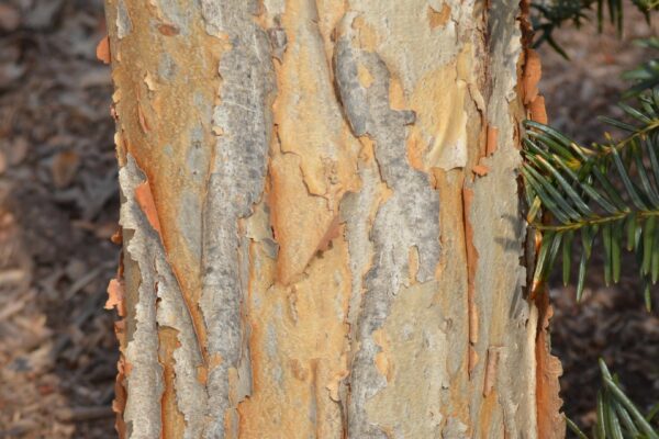 Acer triflorum - Bark Detail