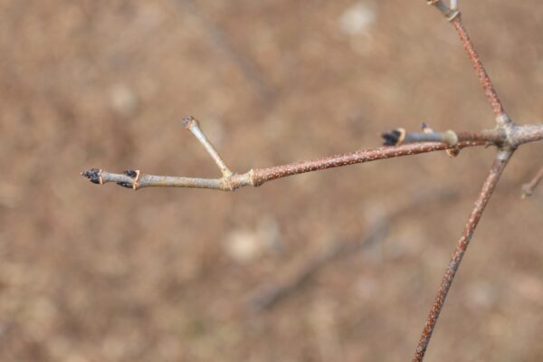 Acer triflorum - Buds