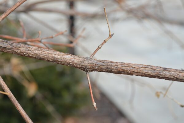 Acer triflorum - Twig and Buds