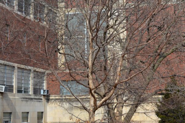 Acer triflorum - Winter Habit