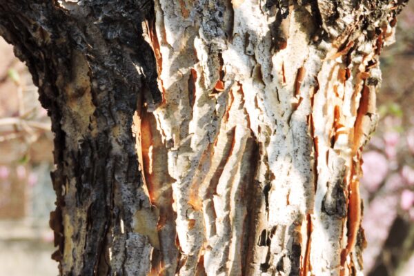 Acer triflorum - Bark