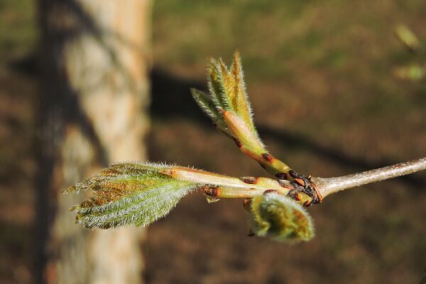 Acer triflorum - Emerging Leaves