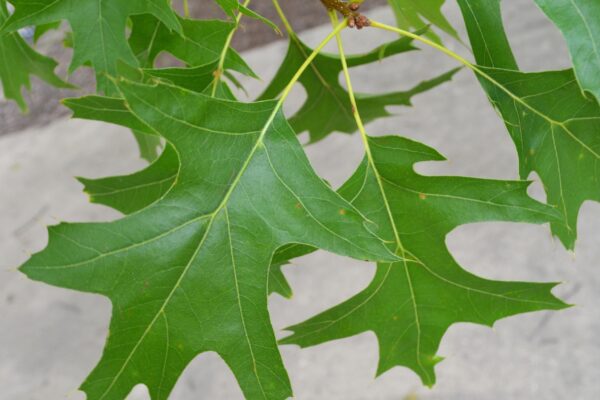 Quercus palustris - Foliage