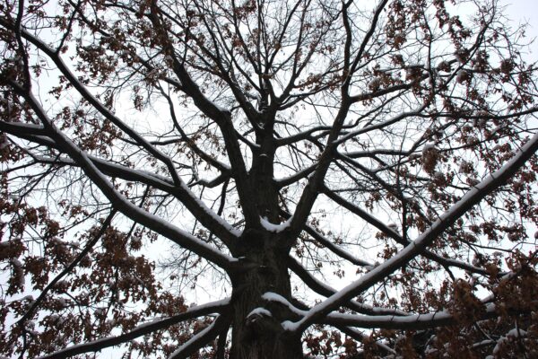 Quercus palustris - Winter Interest