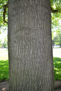 Quercus palustris - Bark