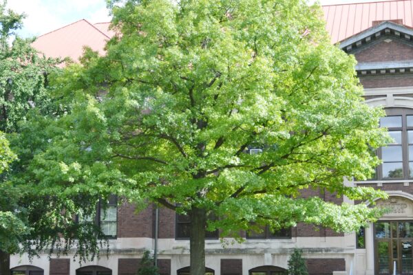 Quercus palustris - Summer Habit