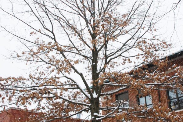 Quercus palustris - Winter Habit