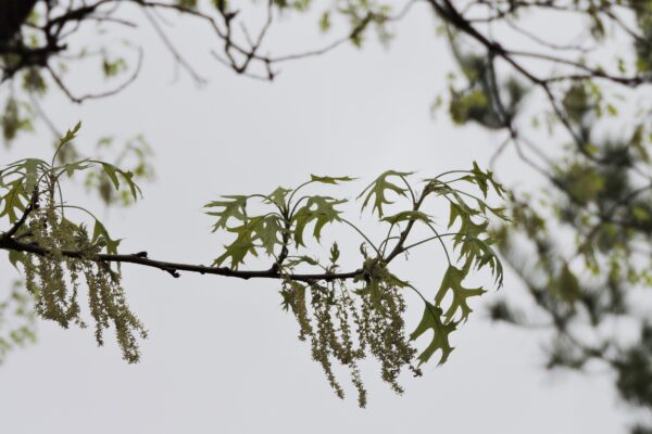 Quercus palustris - Flowers