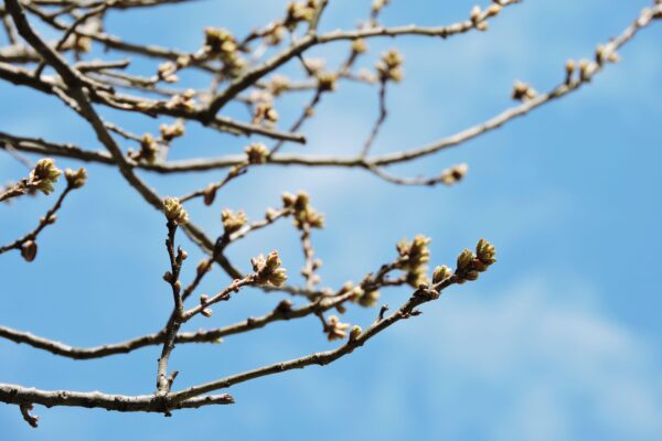 Quercus palustris - Buds