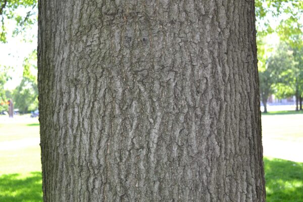 Quercus palustris - Bark
