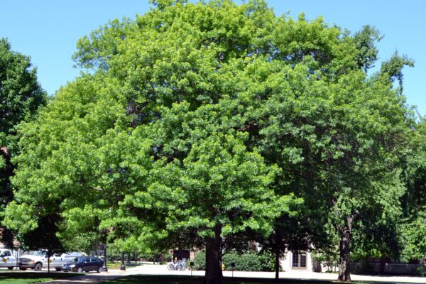 Quercus palustris - Overall Tree in Summer