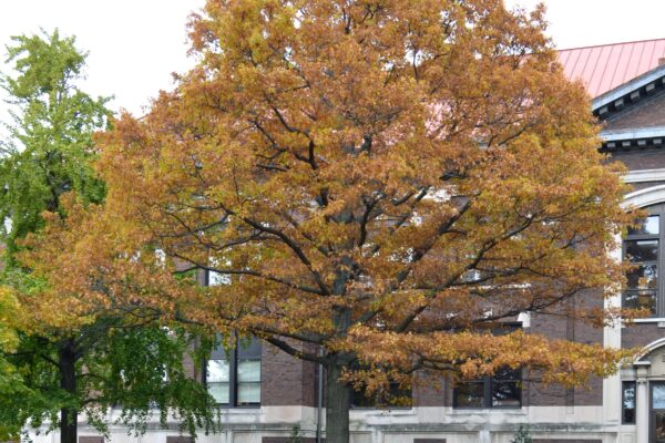 Quercus palustris - Overall Tree in Fall