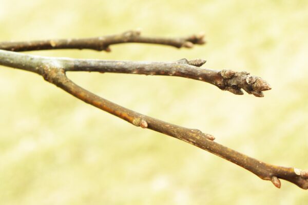 Quercus palustris ′Crownright′ - Buds
