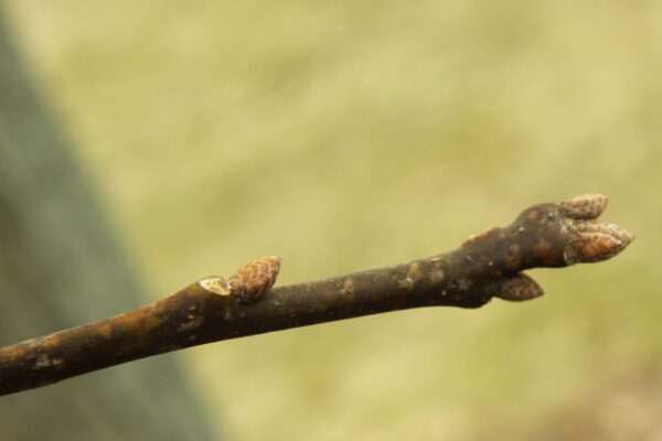 Quercus palustris ′Crownright′ - Buds