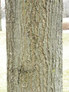 Quercus palustris ′Crownright′ - Bark