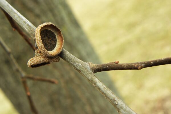 Quercus palustris ′Crownright′ - Twig and Acorn Cap