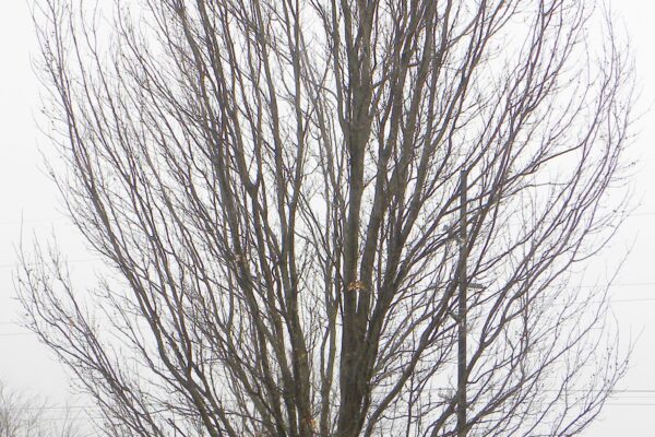 Quercus palustris ′Crownright′ - Winter Habit