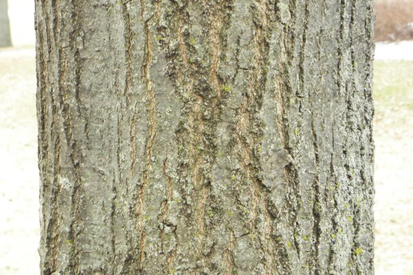 Quercus palustris ′Crownright′ - Bark