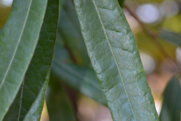 Quercus phellos - Leaf