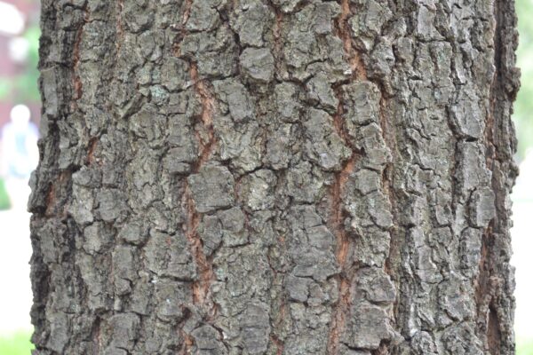 Quercus phellos - Bark