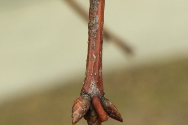 Quercus phellos - Buds