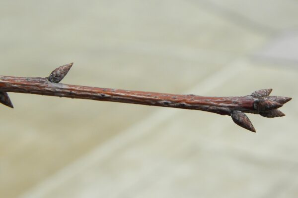 Quercus phellos - Buds
