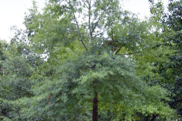 Quercus phellos - Overall Tree in Summer