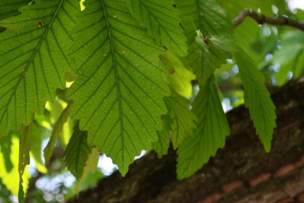 Quercus montana - Foliage