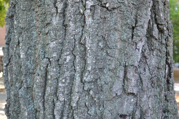 Quercus montana - Bark
