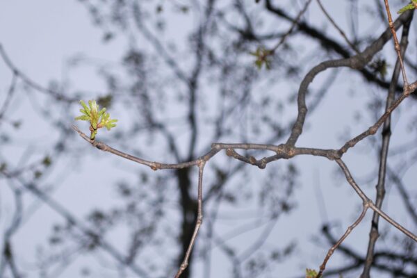 Quercus montana - Emerging Foliage