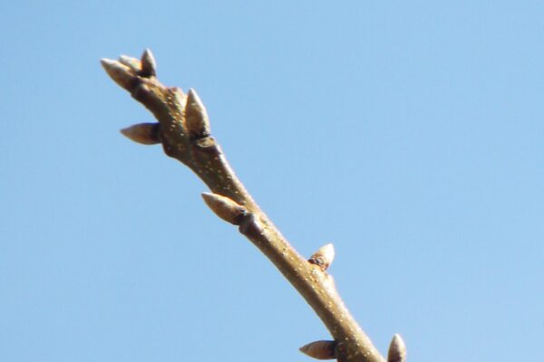 Quercus montana - Buds