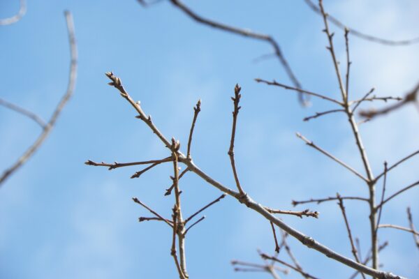 Quercus montana - Buds