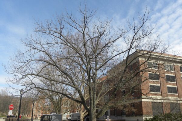 Quercus montana - Winter Habit