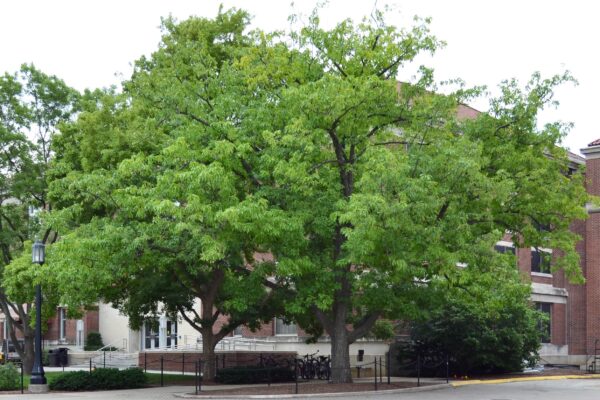 Quercus montana - Overall Habit