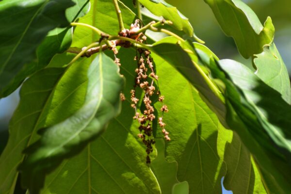 Quercus montana - Flowers