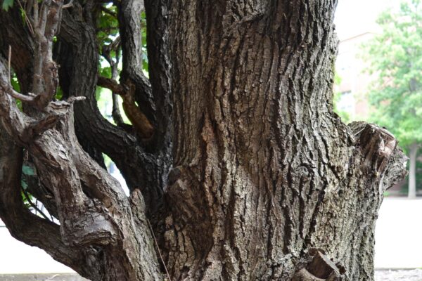 Quercus robur ′Fastigiata′ - Bark