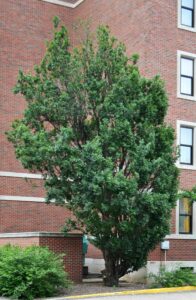 Quercus robur ′Fastigiata′ - Overall Habit