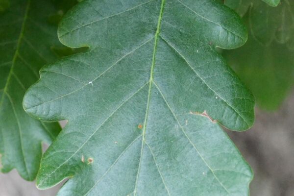 Quercus robur ′Fastigiata′ - Leaf