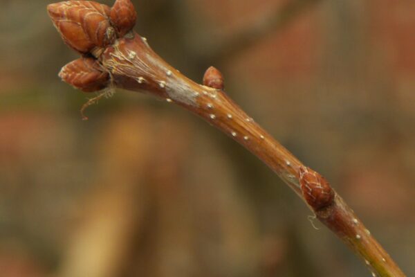 Quercus robur ′Fastigiata′ - Buds