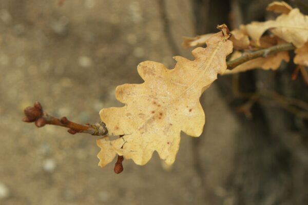 Quercus robur ′Fastigiata′ - Buds and Old Foliage
