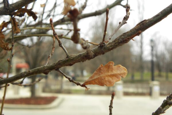Quercus robur ′Fastigiata′ - Buds