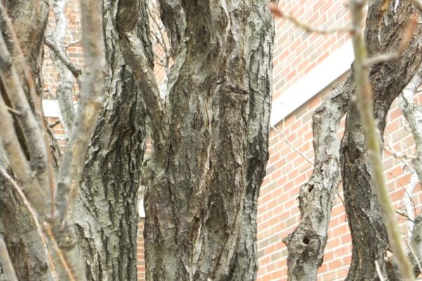 Quercus robur ′Fastigiata′ - Bark