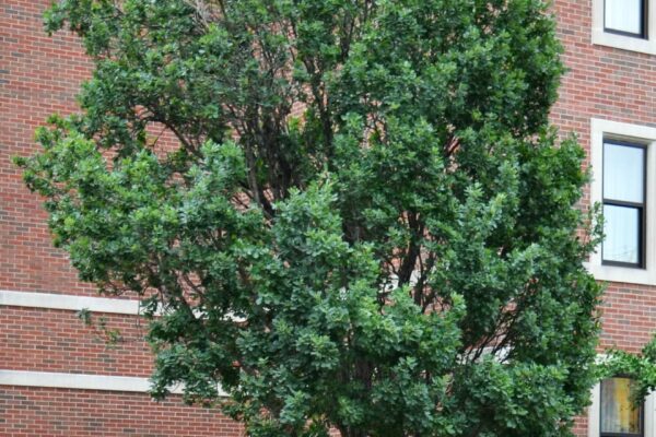 Quercus robur ′Fastigiata′ - Overall Habit