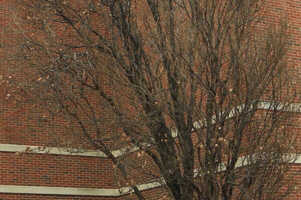 Quercus robur ′Fastigiata′ - Winter Habit