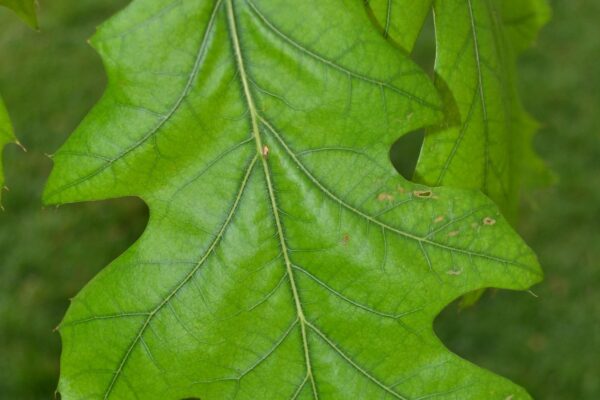 Quercus rubra - Leaf
