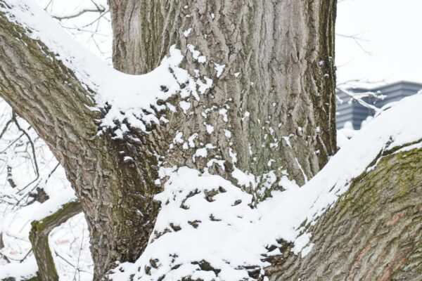 Quercus rubra - Bark - Winter Interest