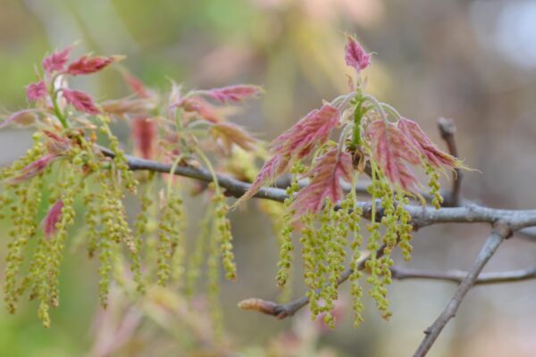 Quercus rubra - Flowers and Emerging Foliage
