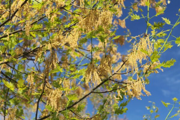 Quercus rubra - Flowers and Emerging Foliage