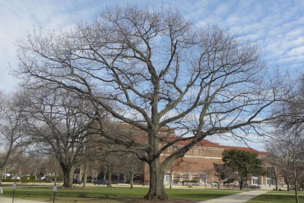 Quercus rubra - Winter Habit