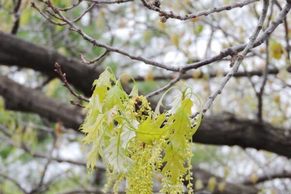 Quercus rubra - Flowers